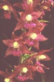 Epipactis atrorubens [Click to View]