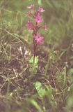 Orchis quadripunctata [Click to View]